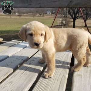 Tom, Yellow Labrador Retriever Puppy